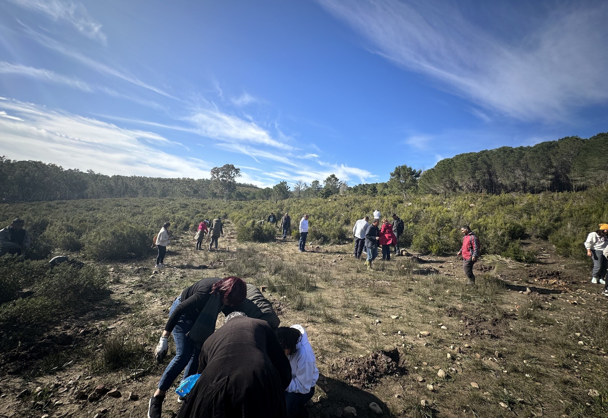 la journée reboisement de la forêt de Sejnane à Bizerte